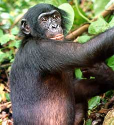 Bonobo power