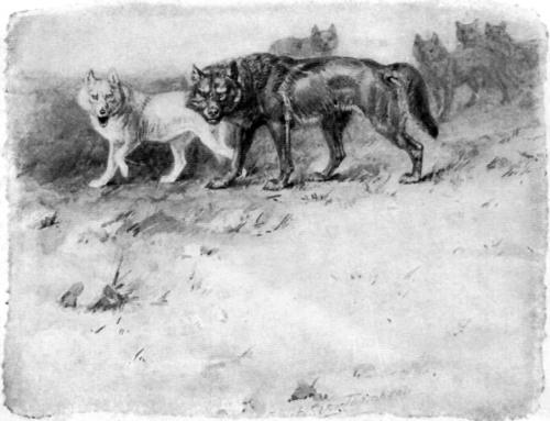 Blanca e Lobo, disegno risalente al 1908‎