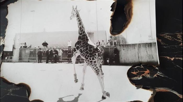 La giraffa di Imola