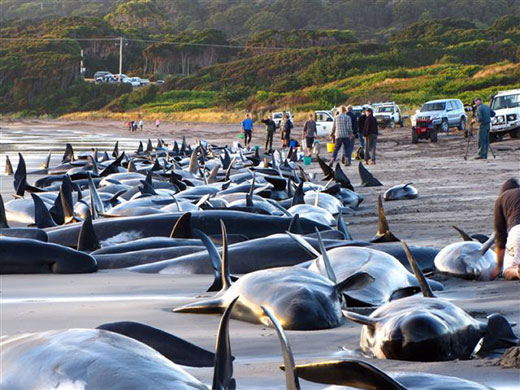 dead whales on an australian shore