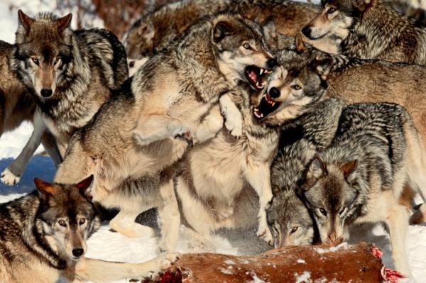 Wolves Pack