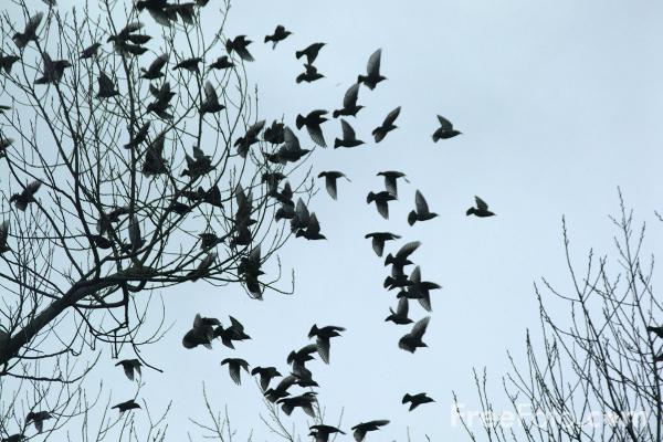 Song Of The Birds (dedicated to Vittorio Arrigoni)