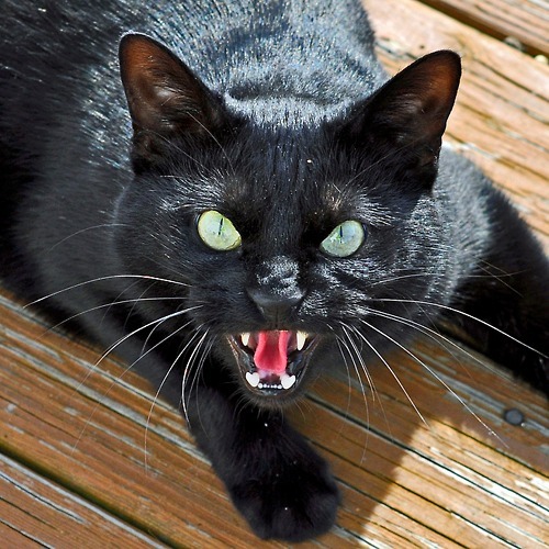 Maggie Holland: Black Cat