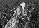 Snapshots of the Cotton South