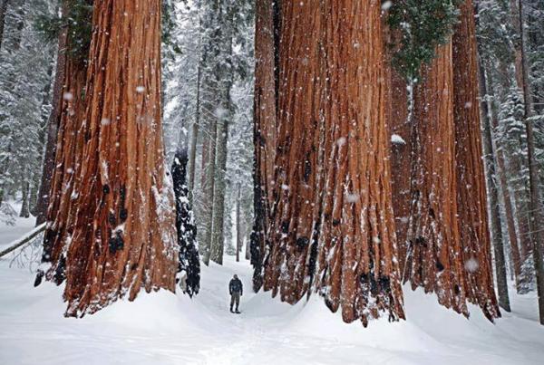Sequoie