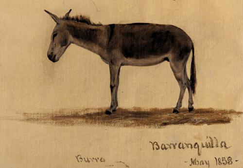 L'âne de Baranquilla