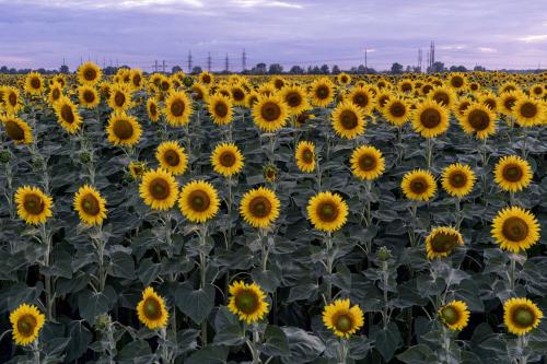 Sunflowers