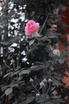 A lone rose