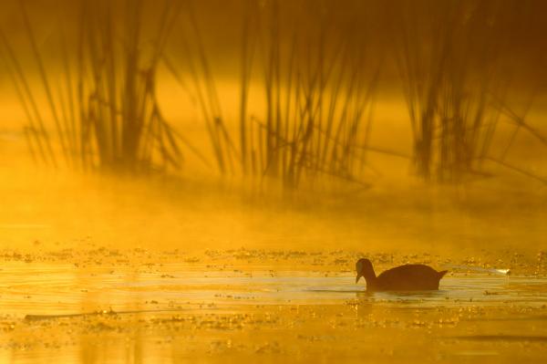 L’unica alba dorata che mi piace… (Folaga nella luce dorata dell’alba, fotografia di ‎Mauro Sanna)‎