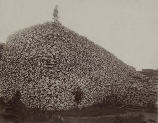 USA, intorno al ‎‎1870. Montagna di teschi di bisonte‎