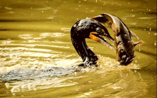 Poursuivre les cormorans noirs  <br />
Qui plongent pour pêcher