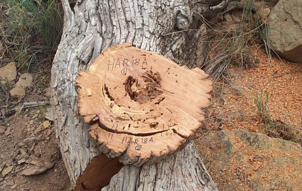 A sample disc cut from a dead tree: 