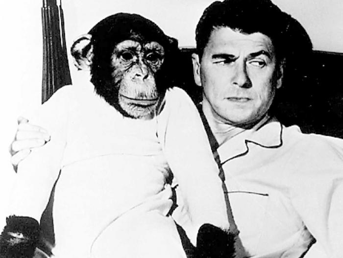 "Bed-Time for Bonzo", 1951, con Ronald Reagan, Diana Lynn e lo scimpanzé Bonzo (però... quella faccia non mi è nuova... uhmmm...?!?).