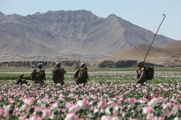 Afghanistan, Helmand province, April 2011. US Marines in a large poppy field‎