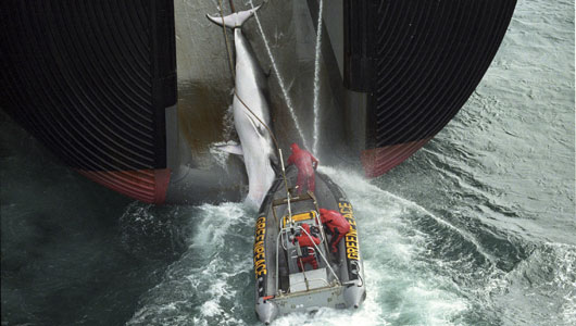 Un gommone di Greenpeace disturba le operazioni di una nave baleniera giapponese