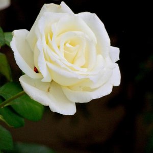 White Winter Rose
