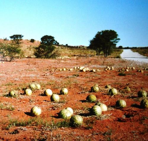 Popolazione di meloni tsamma nel Kalahari.