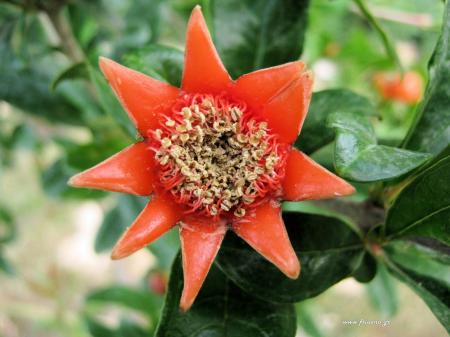 Il fiore del melograno selvatico (Punica granatum).