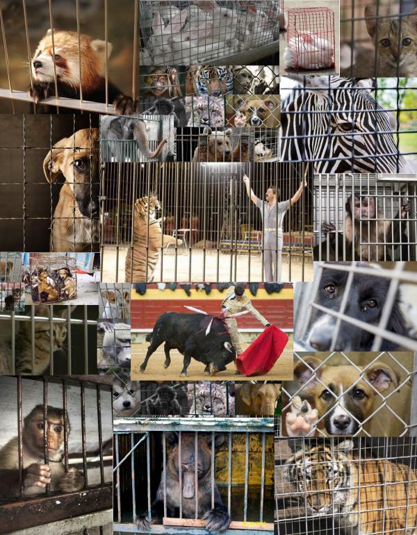 Animals in cages