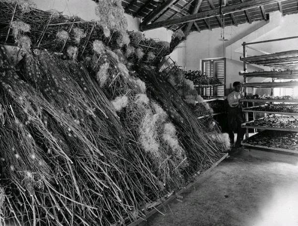 Allevamento dei bachi da seta intorno al 1930