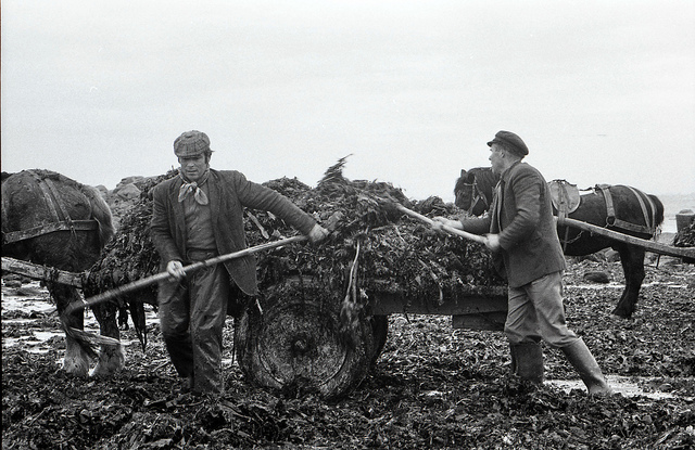 La raccolta del goémon in Bretagna. La foto è degli anni '70.
