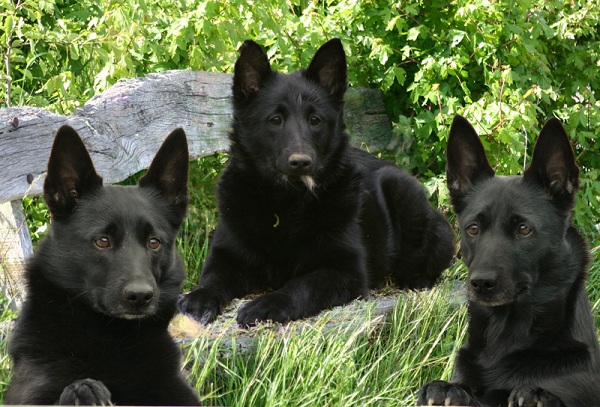 blackdogs