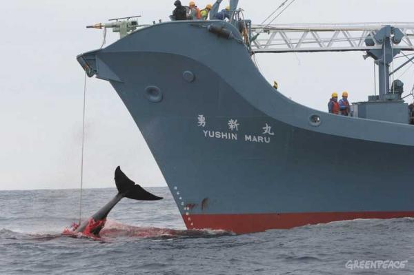 la baleniera giapponese Yushin Maru in azione