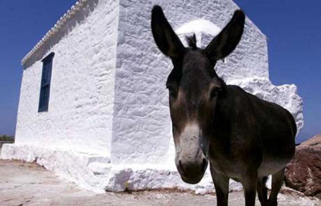 Île de Santorini (Grèce). L'âne s'appelle “Cannabis”.