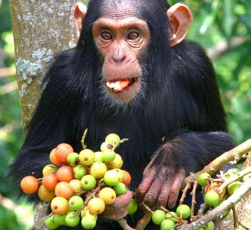 Un chimpanzé a battu le boss ce jeu vidéo incontournable : le singe égal à  l'humain ? 