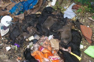 Undici cuccioli uccisi dal freddo, li hanno trovati a Ragusa le guardie zoofile ENPA