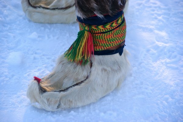 Nutukas or nuvt(t)aga is a traditional Sámi winter footwear made of reindeer skin.