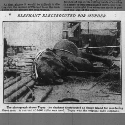 Il cadavere di Topsy l’elefantessa, mandata alla piastra elettrica per omicidio, Coney Island 1903.