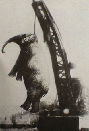 Impiccagione dell’elefantessa Big Mary a Erwin, Tennessee, nel 1916