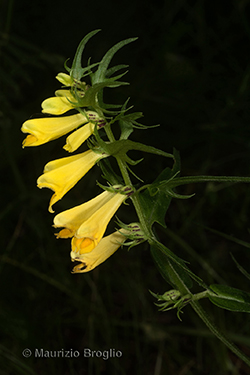 Melampyrum pratense (Spigarola bianca)
