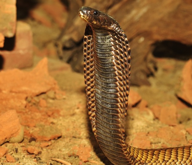 Naja naja, aka Cobra indiano