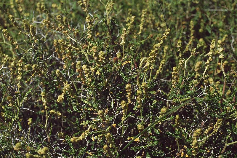 Sarcopoterium spinosum (Pimpinella spinosa, αστοιβιά)