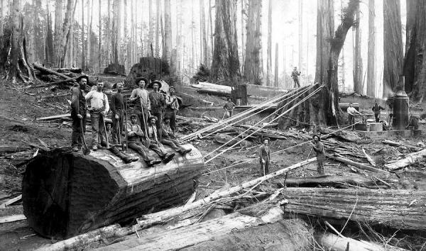 A redwood logging crew