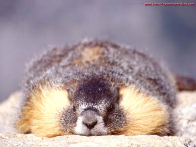 sleepingmarmot