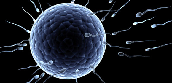 spermatozoi ovulo