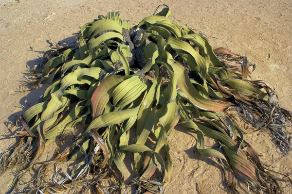 Una welwitschia nella sua piena giovinezza (quattro o cinquecento anni).