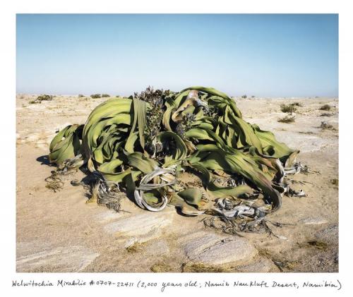 Welwitschia Mirabilis di circa 2000 anni di età. Deserto del Namib, Namibia.