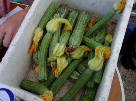 Le zucchine d' i'Rovo.